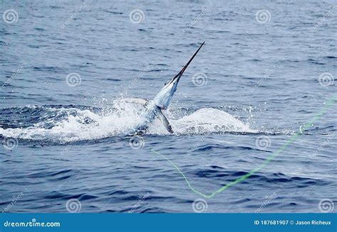 Sailfish Jumping On The Sea Surface With Saltwater Splashes Royalty