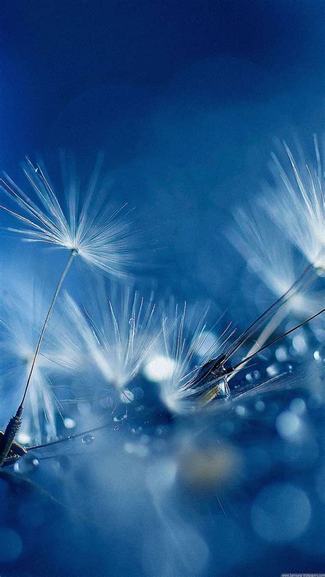 Samsung Galaxy Dandelion Wallpaper