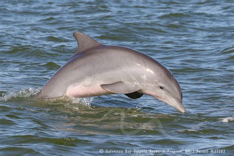 Bottlenose Dolphin Migration