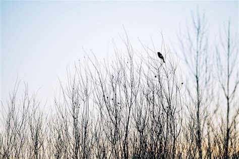 Premium Photo Bird Sitting On Naked Tree Photo