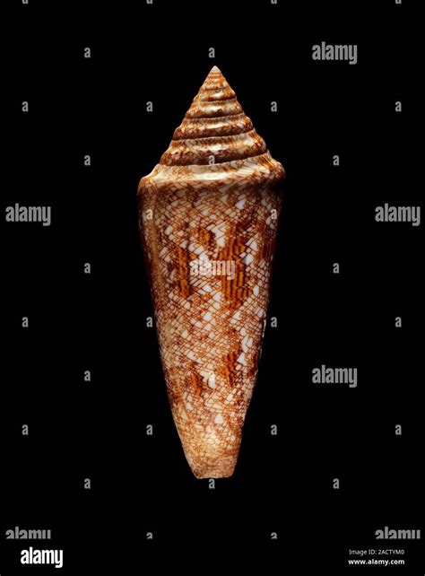 Glory Of The Sea Cone Shell Shell Of A Glory Of The Sea Cone Shell