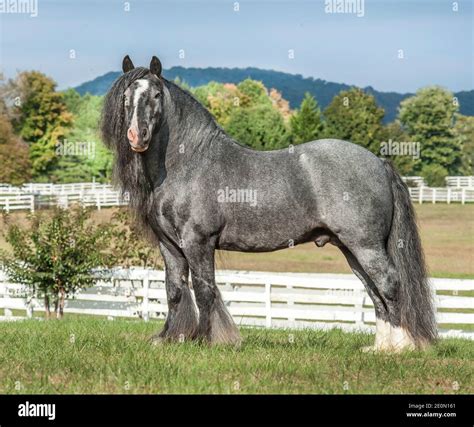 Blue roan gypsy vanner hi-res stock photography and images - Alamy