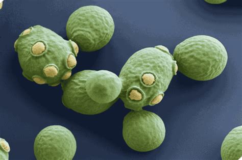 Saccharomyces Microbiolog A De Los Alimentos