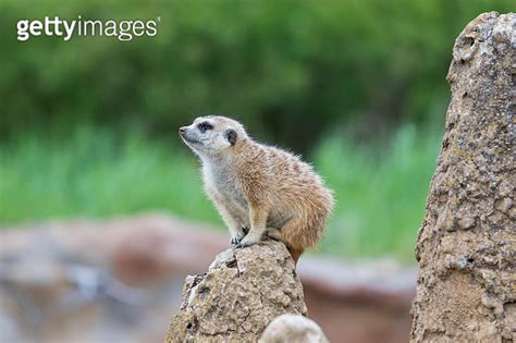 Meerkat Suricata Suricatta In A Group In Its Natural Habitat Plays In