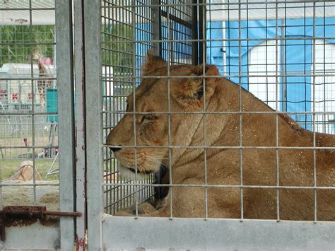 Bdt Begr T Entscheidung Des Bundesrates F R Wildtierverbot In