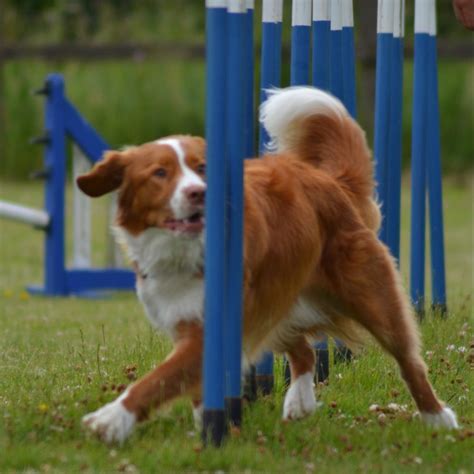 Lucas Veterinary Physiotherapy Canine And Equine Veterinary