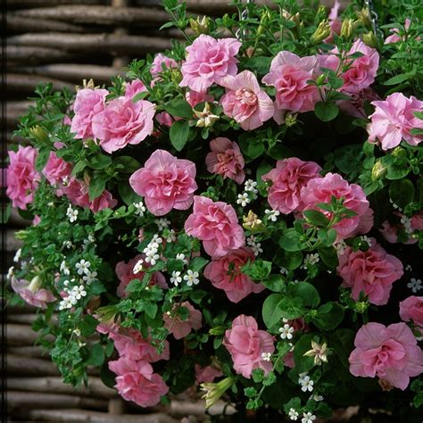 Buy Petunia Petunia Tumbelina Compact Victoria Delivery By Waitrose