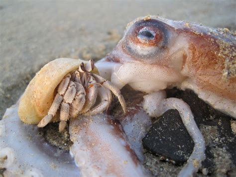 Squid Eating Crab