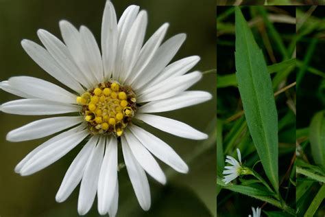 Maryland Biodiversity Project Hairy White Oldfield Aster Pilosum