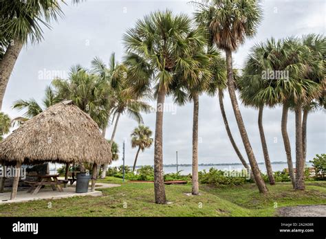 Palm Trees Along The Stuart Boardwalk At Flagler Park In The Historic