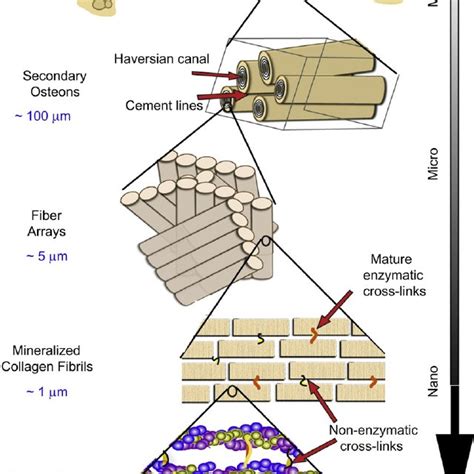 The Structural Hierarchy Of Bone At The Smallest Level At The Scale