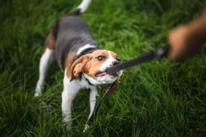 15 Best Dog Photography Tips (For Perfect Pet Portraits)