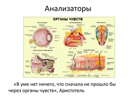 Анализаторы. Строение зрительного анализатора - презентация онлайн