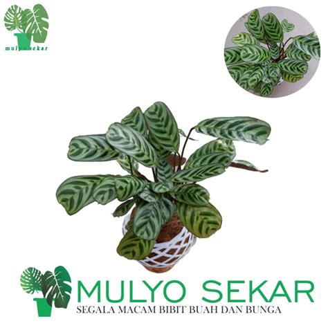 Jual Tanaman Hias Calathea Burle Marx Calatea Sepat Shopee Indonesia