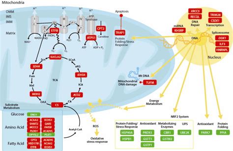 Ingenuity Pathway Analysis Ipa Of Canonical Pathways Dysregulated In Download Scientific