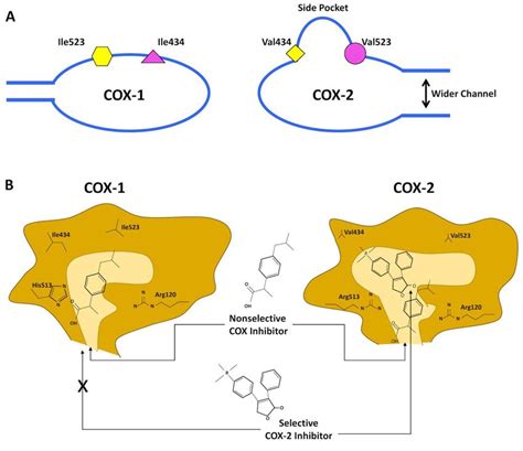 Schematic Depiction Of The Structural Differences Between The