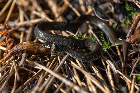 Grass snake in natural environment 15186533 Stock Photo at Vecteezy