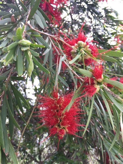 The flowers of Yunnan - living to the fullest