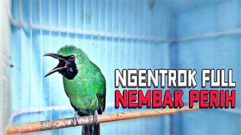 Ngeri FULL TEMBAKAN Cucak Ijo Gacor Full Isian Mewah Nembak Kasar