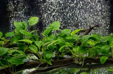 Anubias Barteri Types And Care Guide Fish Laboratory