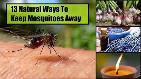 21 Best Ways To Keep Mosquitoes Away From You Your Home And Garden Keeping Mosquitos Away