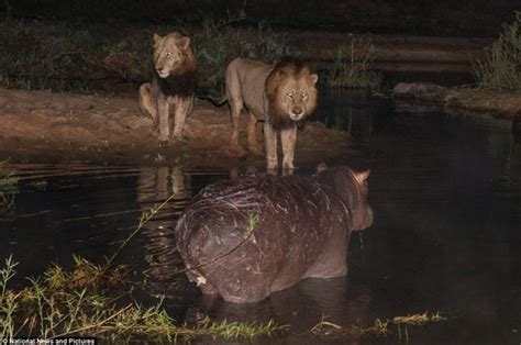 Lions Hunt Hippo In The Sabi Sand By Brett Thomson Sun Safaris