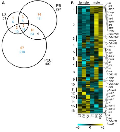 Genes Expressed Sex Differentially In Drosophila Genital Discs