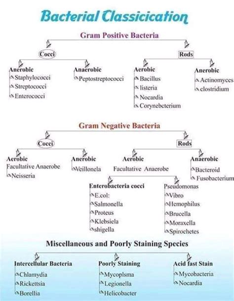 Classification bacteria - MEDizzy