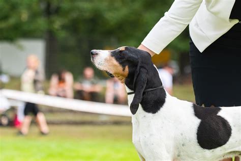 Piccolo Segugio Della Svizzera Svizzero Un Tesoro Canino Dalle