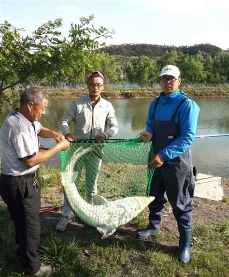 「四十」老狼談餌料：黑大坑釣鯉魚的配餌公式 每日頭條