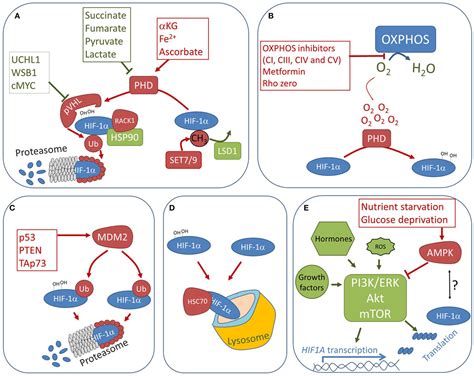 Frontiers Non Canonical Mechanisms Regulating Hypoxia Inducible