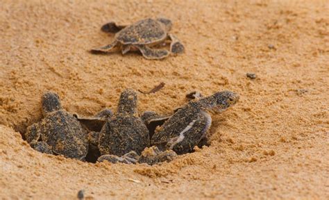 Mon Repos Turtle Centre An Unforgettable Experience Adventurerz