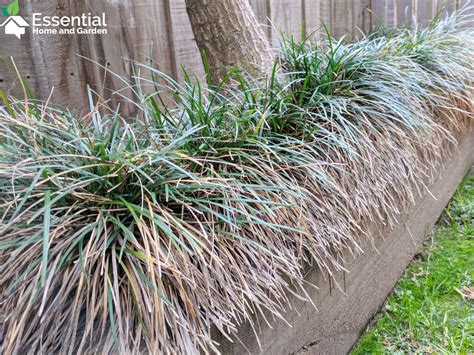 How To Grow And Care For Mondo Grass In Your Garden