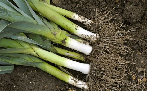 Quand Et Comment Planter Les Poireaux Dans Son Jardin