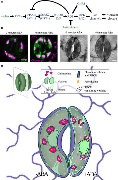 Frontiers The Role Of ROS Homeostasis In ABA Induced Guard Cell Signaling