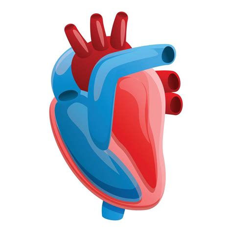 Anatomy human heart icon, cartoon style 14226353 Vector Art at Vecteezy