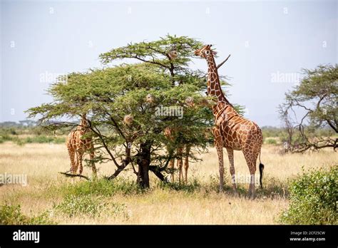 The Somalia Giraffes Eat The Leaves Of Acacia Trees Stock Photo Alamy