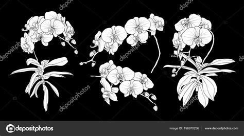 Set Isolated White Silhouette Orchid Branch Styles Set Cute Hand Stock