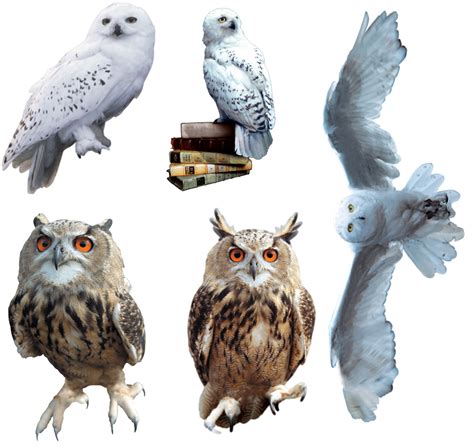 Harry Potter Hedwig And Owls Bundle Harry Potter And Hogwarts