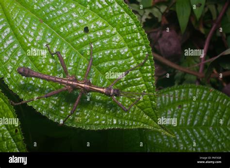 A Phasmid Stick Insect In The Rainforest At Night Near Poring At The