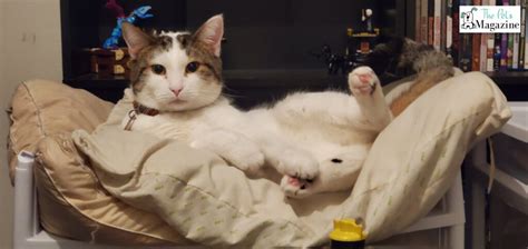 pop cat    story   pop cat meme