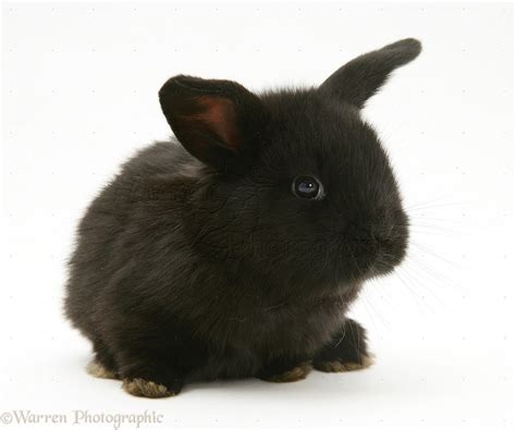 Baby Black Lop Rabbit Photo Wp19916