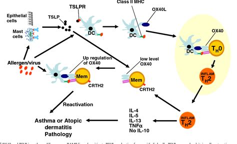 Monoclonal Antibodies For The Treatment Of Asthma Semantic Scholar