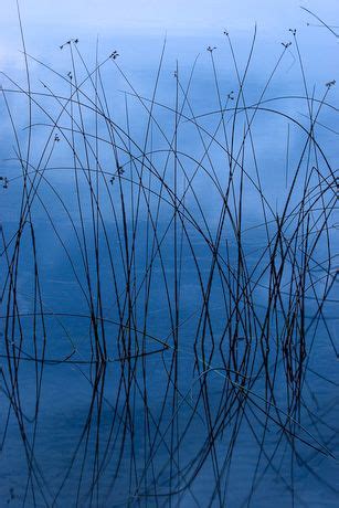 Bulrushes At Dawn Psalm 13 Digital Print On Canvas By Steve Huyser