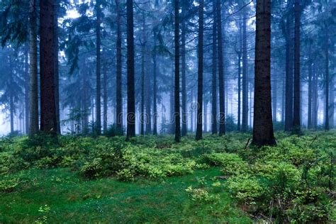 Evergreen forest stock photo. Image of woods, fall, forest - 22026930