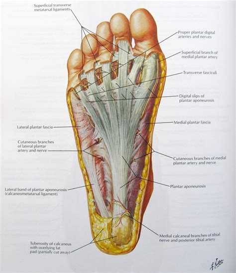 Foot Diagram Labeled Anatomy Of Foot Ankle Anatomy Of The Fo