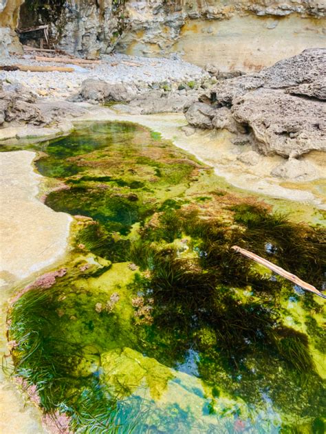 Botanical Beach Tide Pools - Explore the Stunning Coastal Beauty of ...