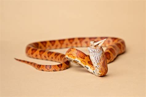 Corn Snake Being Fed a Mouse Stock Image - Image of zoology, color ...