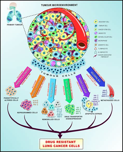 Enigmatic Exosomal Connection In Lung Cancer Drug Resistance Molecular Therapy Nucleic Acids