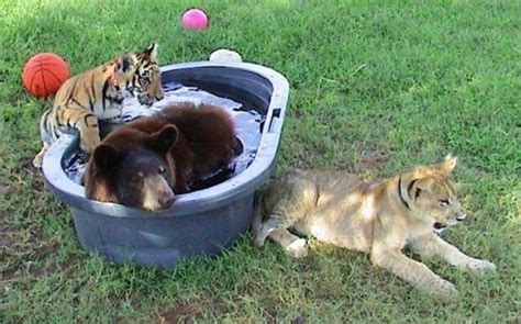 Unzertrennliches Trio Löwe Tiger und Bär lebten 15 Jahre lang